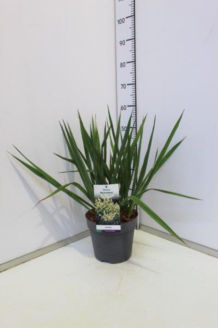 Yucca filamentosa - C5